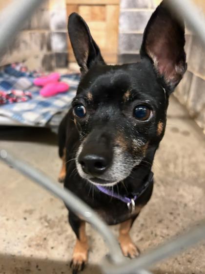 Enlarge Bowser Roonie, a Adoptable Chihuahua in Marshall, NC image 3/6