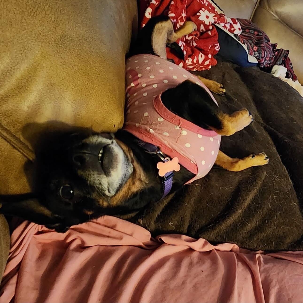 Enlarge Bowser Roonie, a Adoptable Chihuahua in Marshall, NC image 4/6