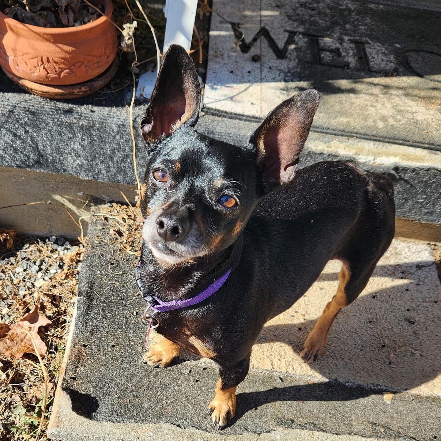 Enlarge Bowser Roonie, a Adoptable Chihuahua in Marshall, NC image 1/6
