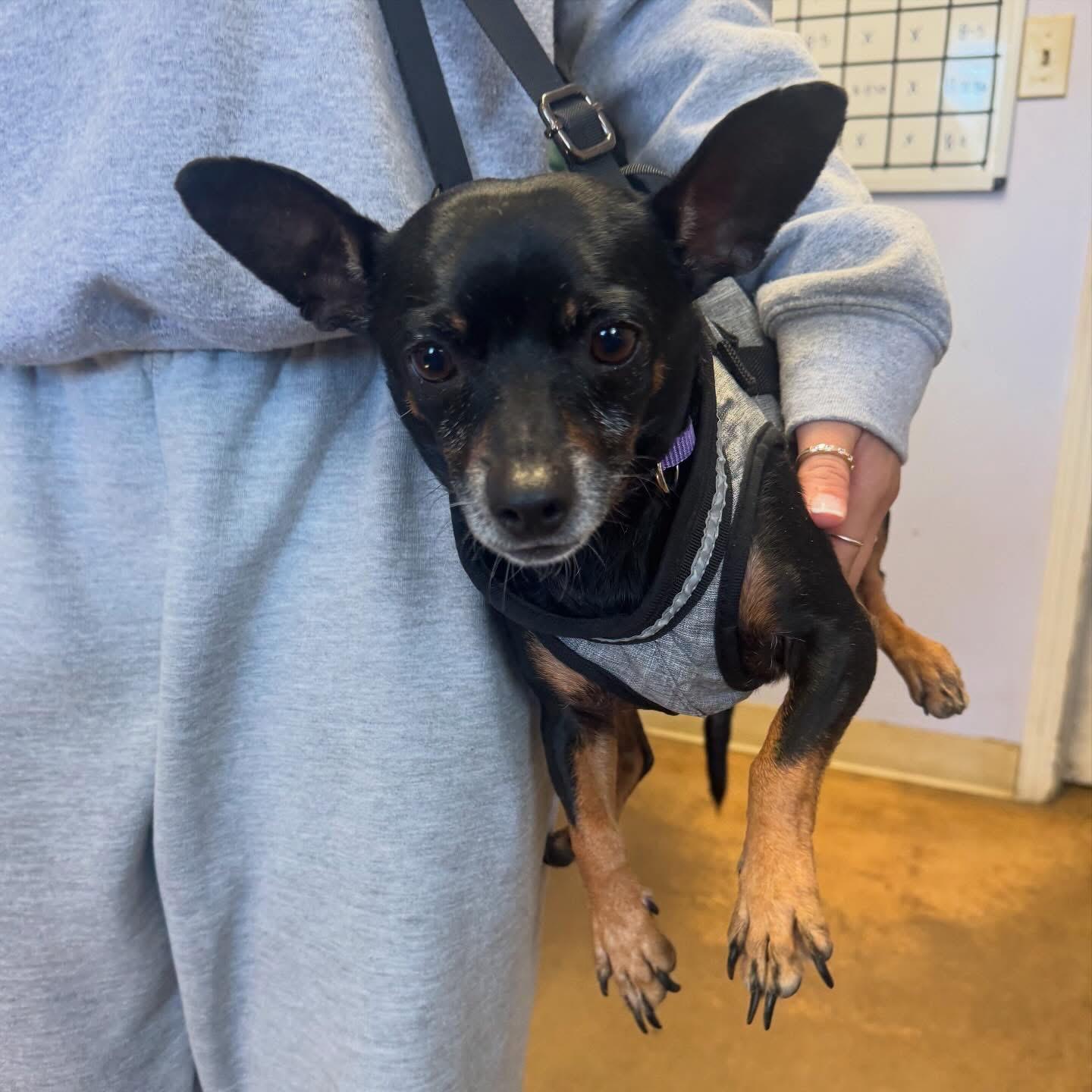 Enlarge Bowser Roonie, a Adoptable Chihuahua in Marshall, NC image 6/6