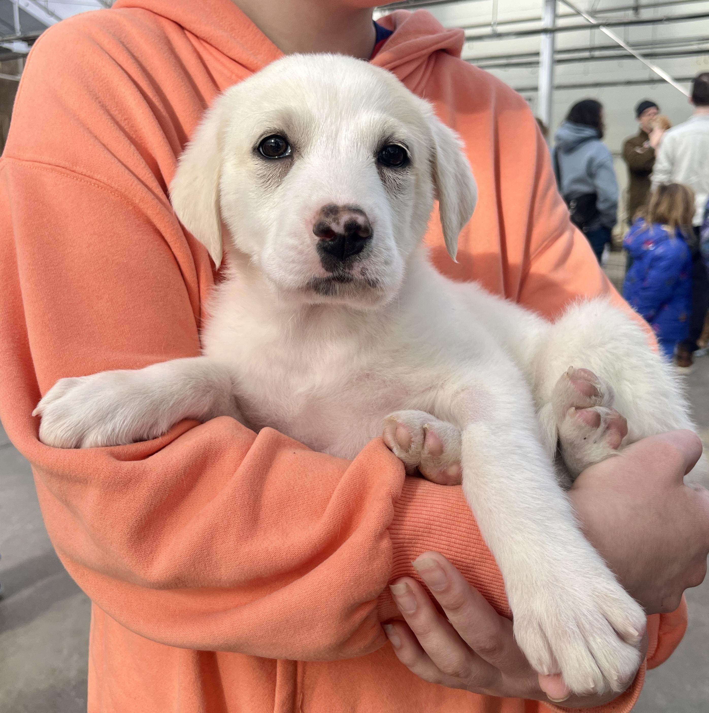 Enlarge Kody, an adoptable mixed breed in Minneapolis, MN image 2/6