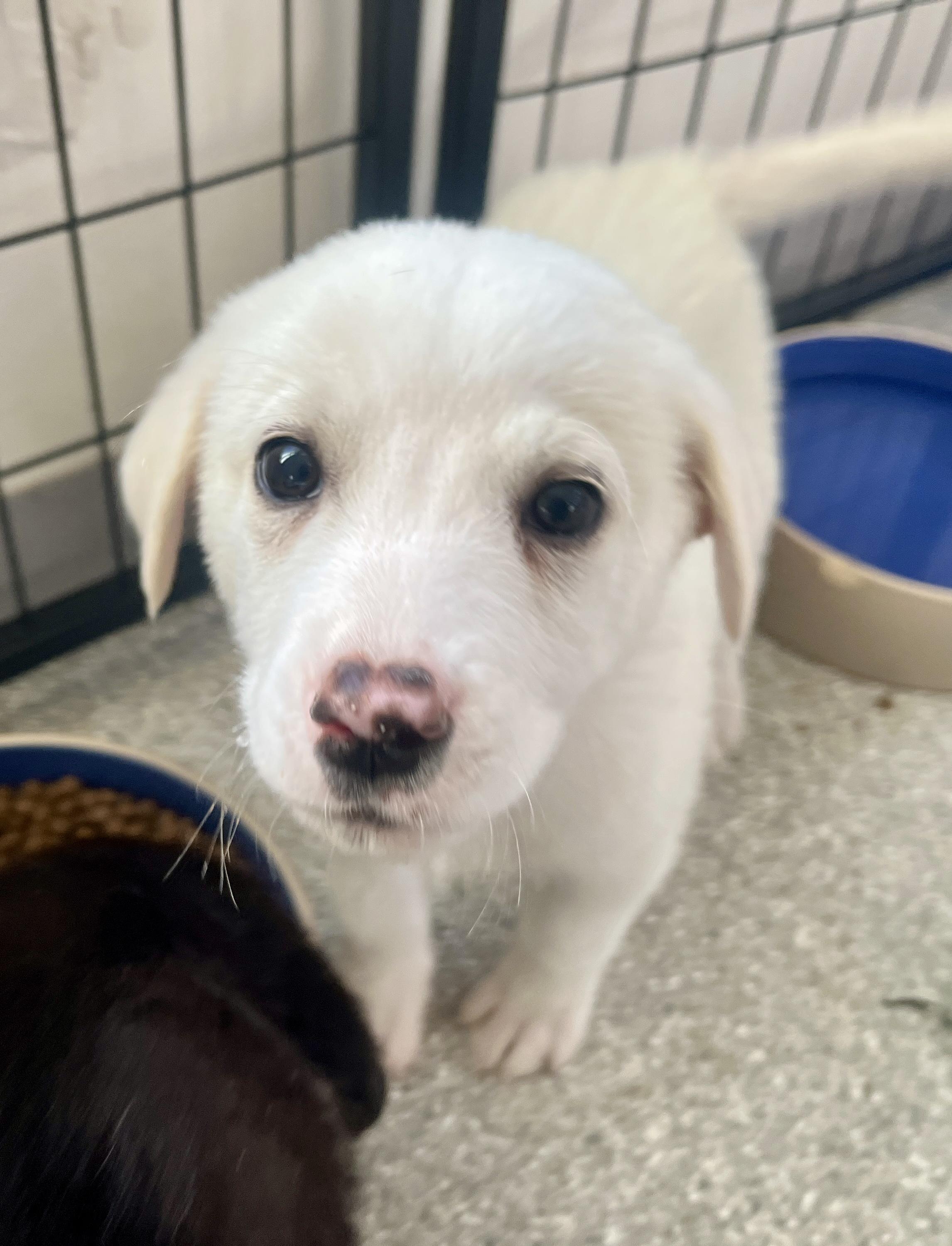 Enlarge Kody, an adoptable mixed breed in Minneapolis, MN image 5/6