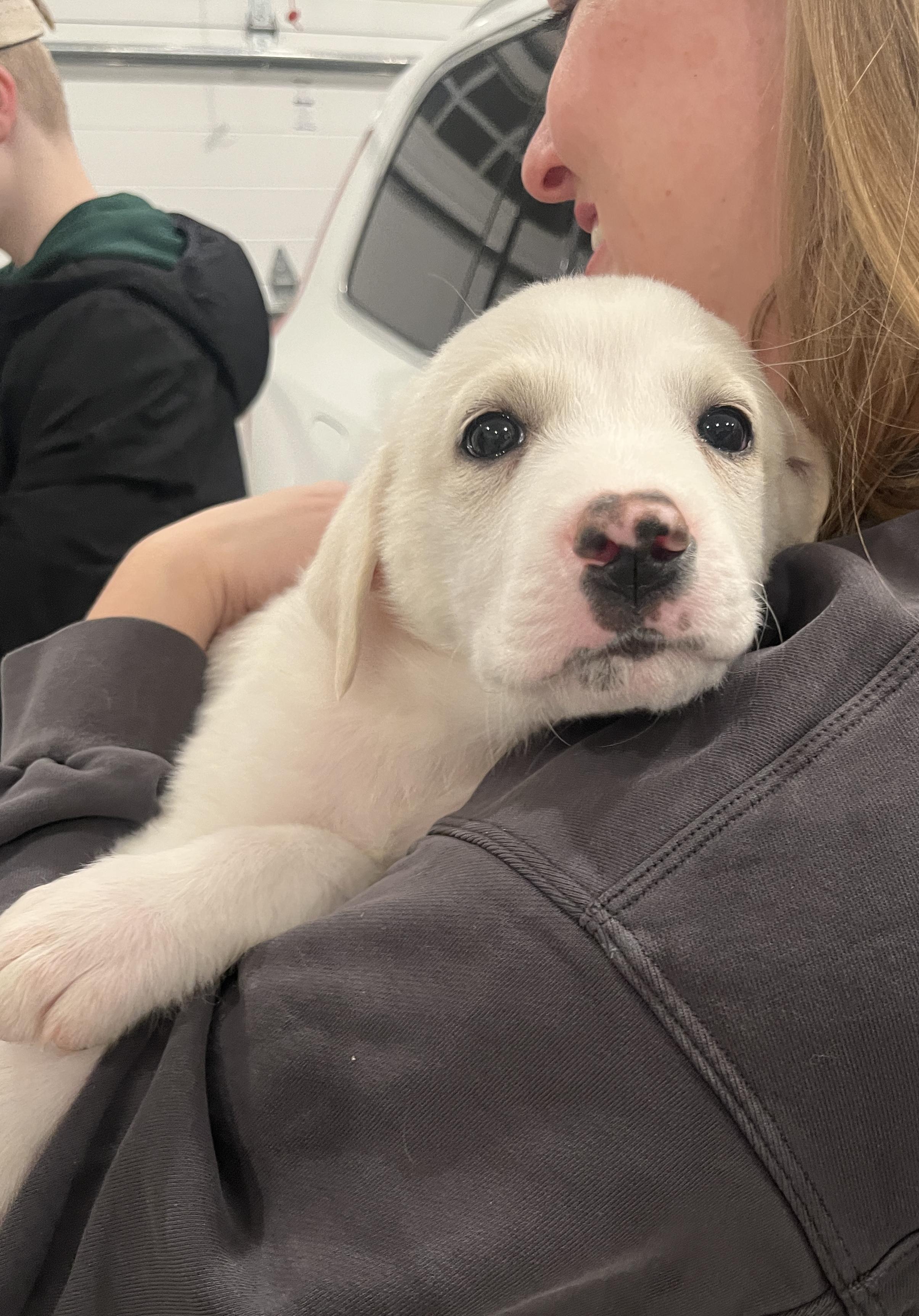 Enlarge Kody, an adoptable mixed breed in Minneapolis, MN image 4/6