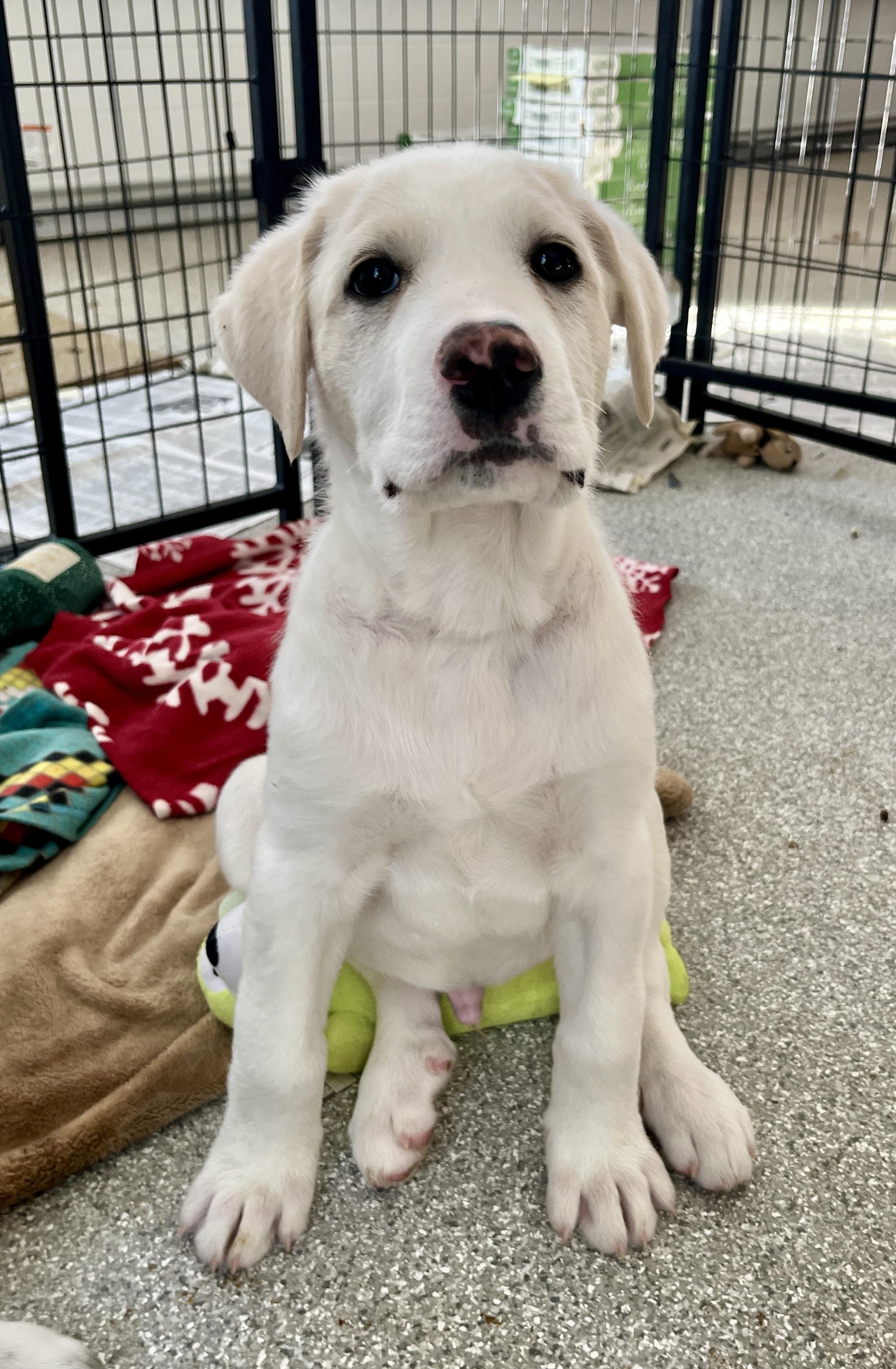 Kody, adoptable, Puppy Male Great Pyrenees & Retriever.