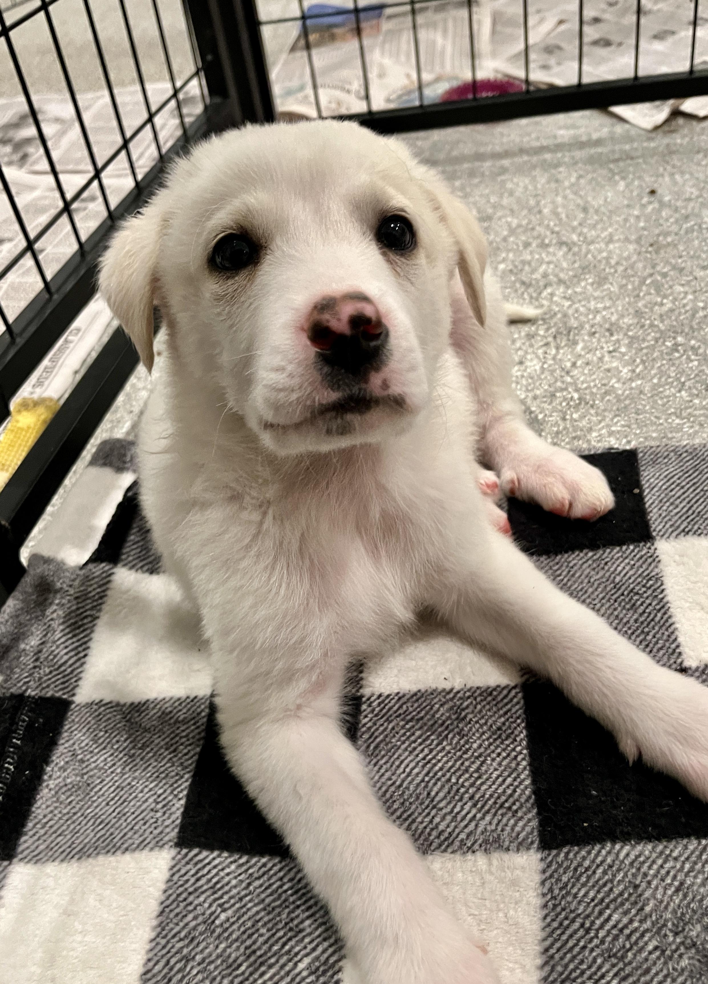 Enlarge Kody, an adoptable mixed breed in Minneapolis, MN image 3/6