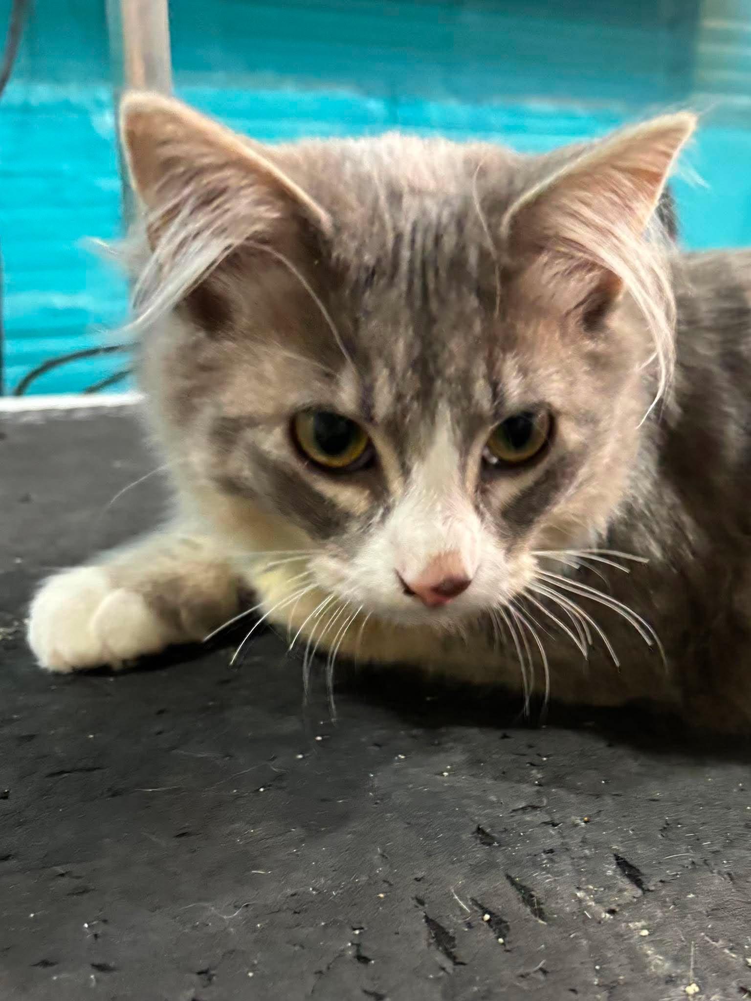 Enlarge Sally, an adopted Domestic Medium Hair in Sioux Falls, SD image 2/3