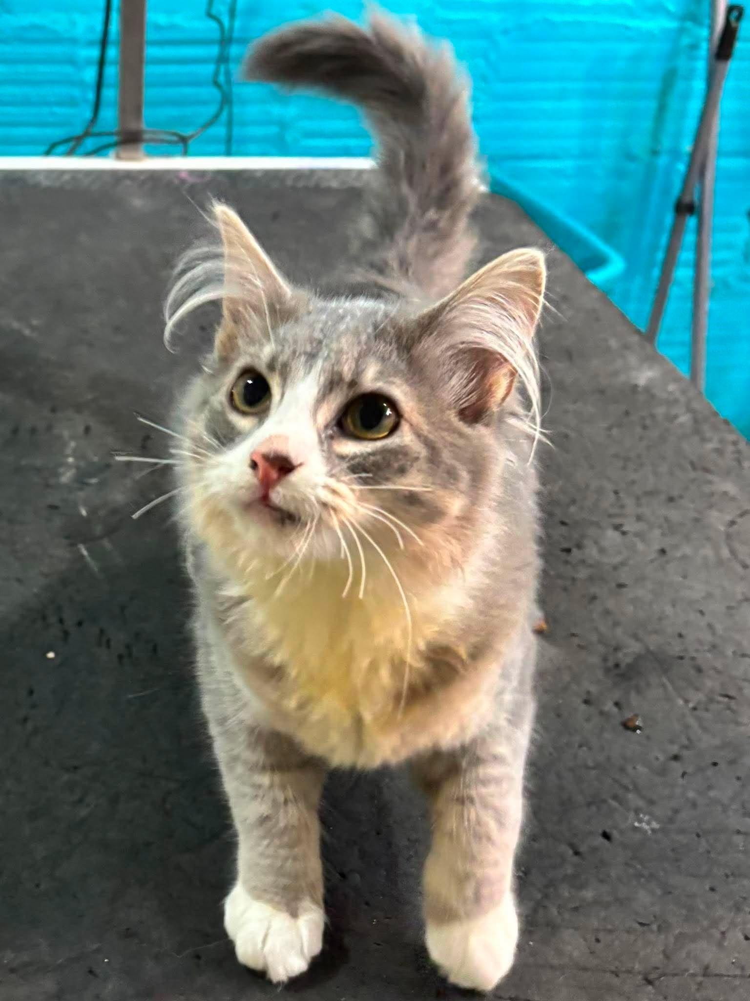 Sally, adopted, Kitten Female Domestic Medium Hair.