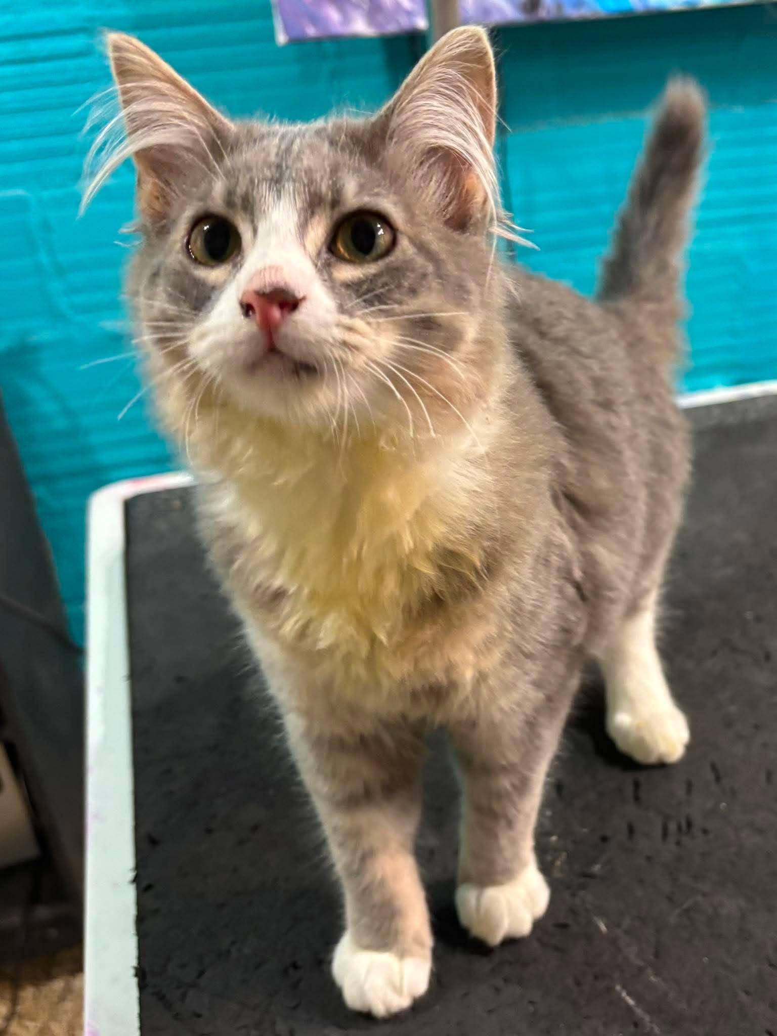 Enlarge Sally, an adopted Domestic Medium Hair in Sioux Falls, SD image 3/3