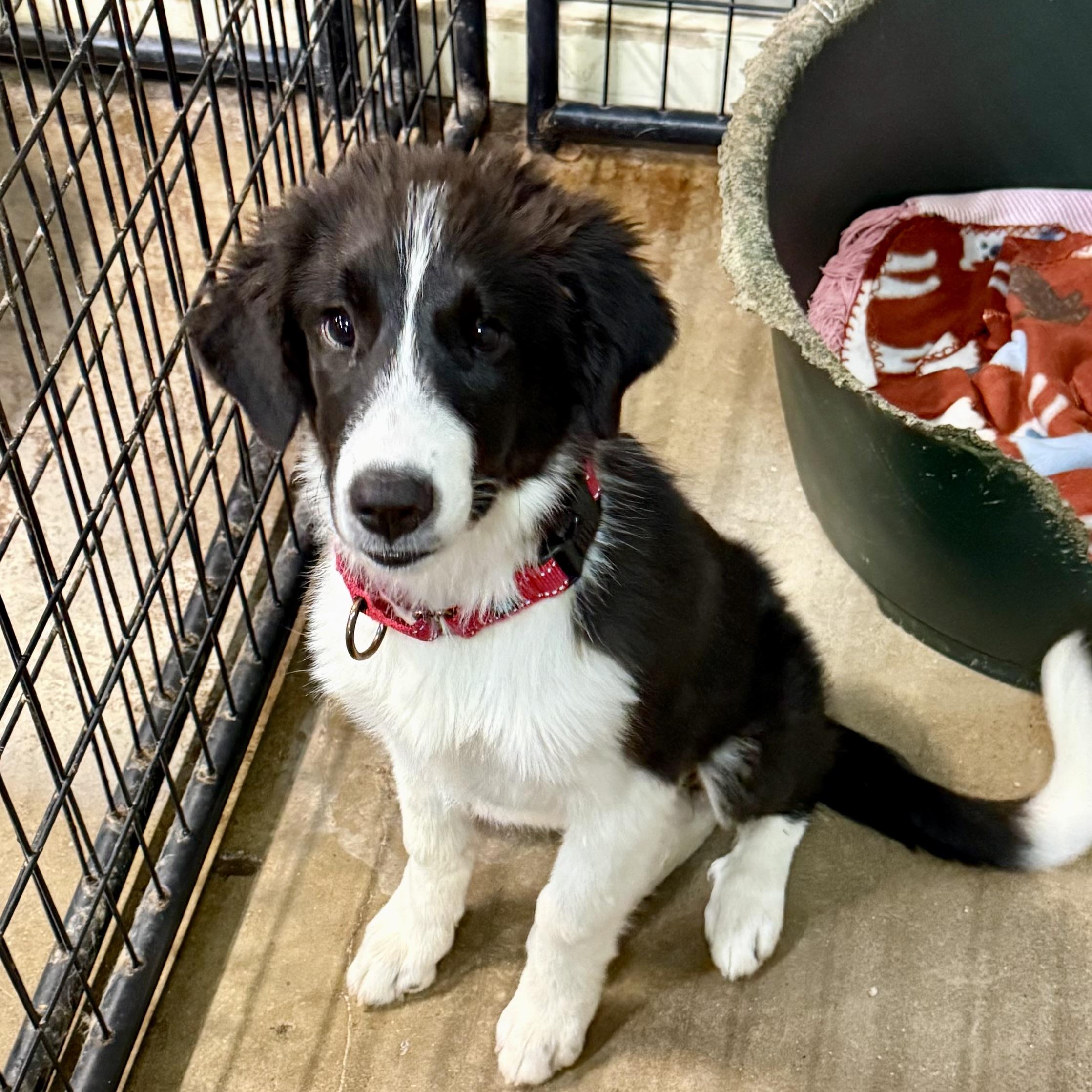 Penny, an adopted mixed breed in Gallatin, TN image 5/5