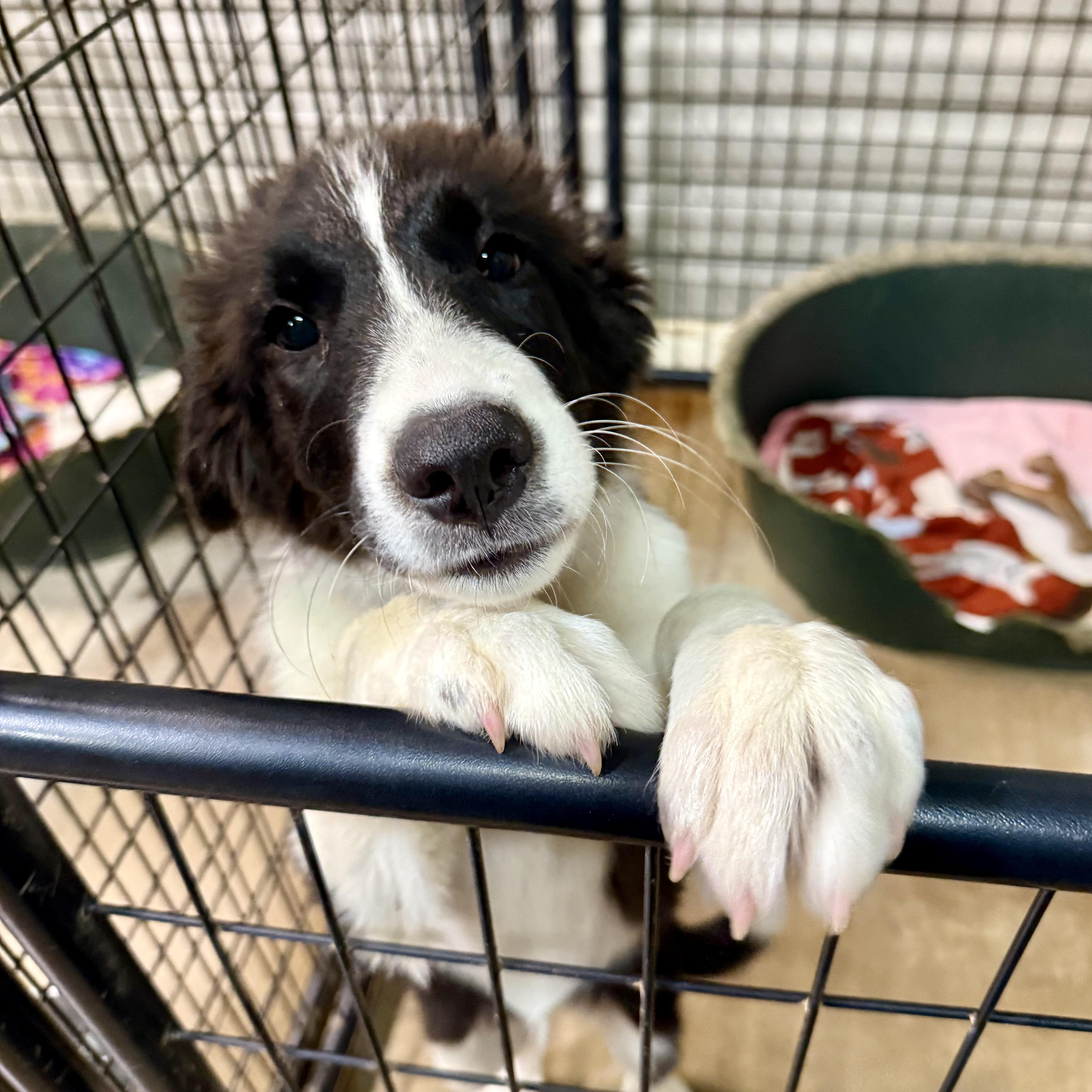 Penny, an adopted mixed breed in Gallatin, TN image 4/5