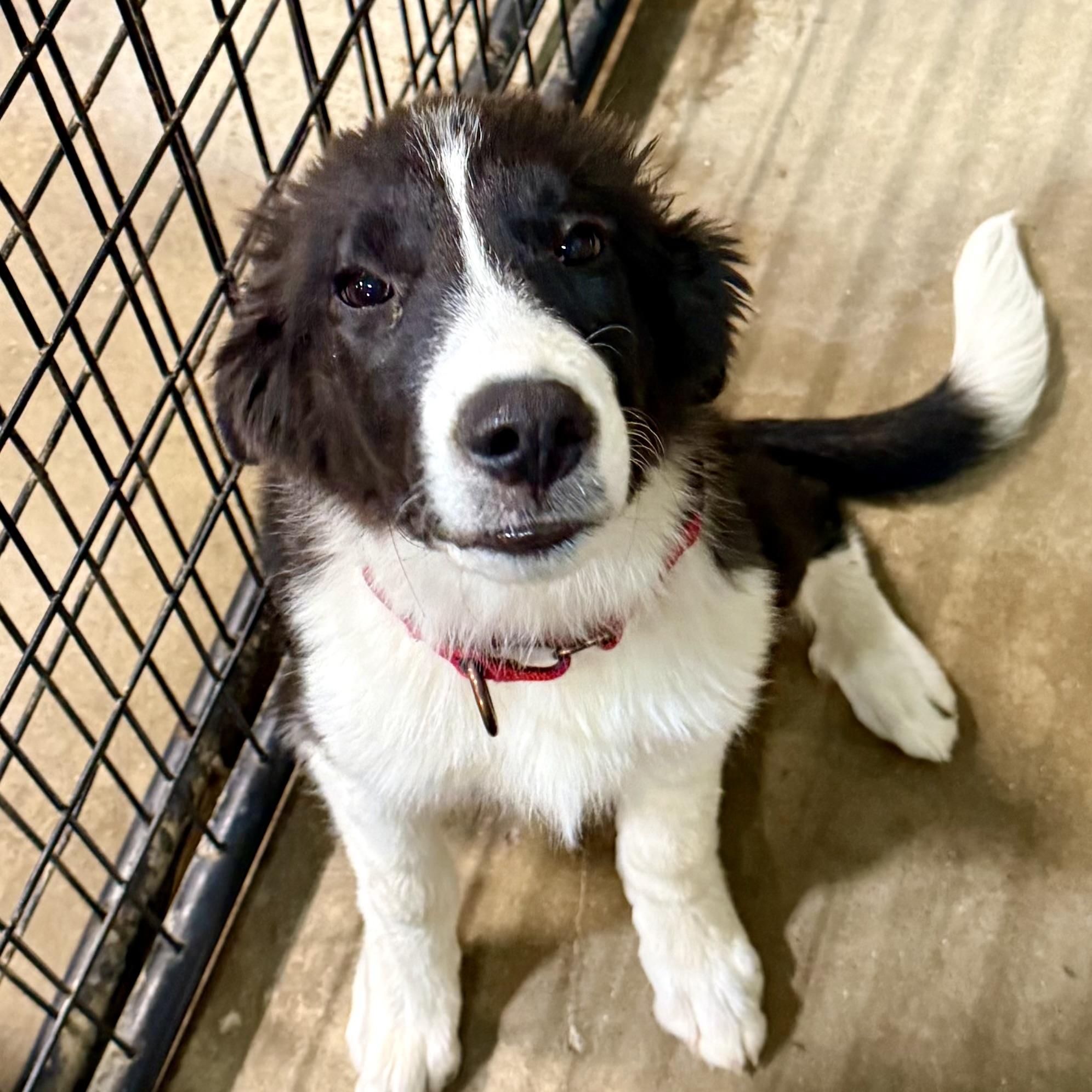 Penny, an adopted mixed breed in Gallatin, TN image 3/5