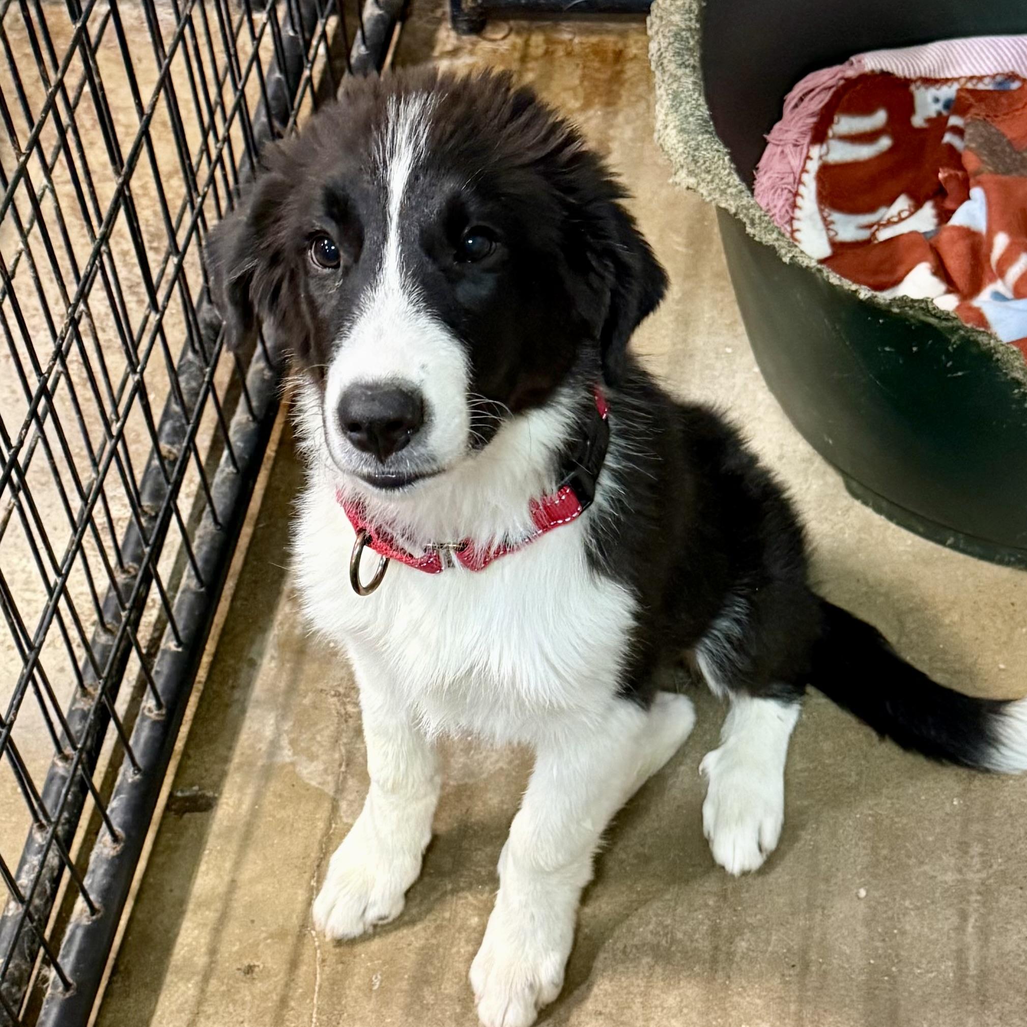 Penny, an adopted mixed breed in Gallatin, TN image 2/5