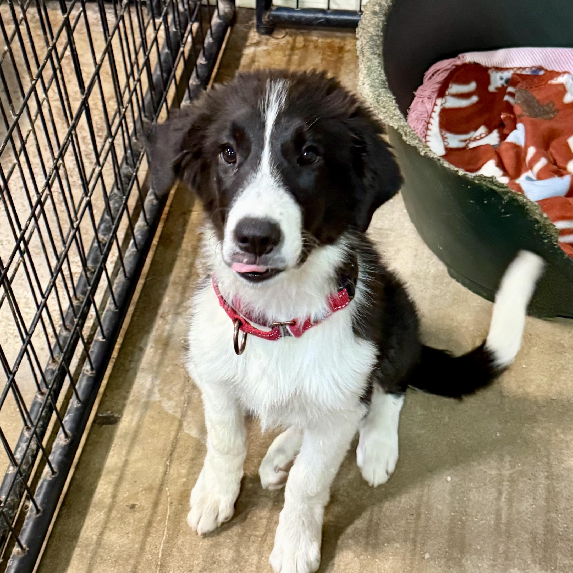 Penny, adopted, Puppy Female Border Collie & Great Pyrenees.