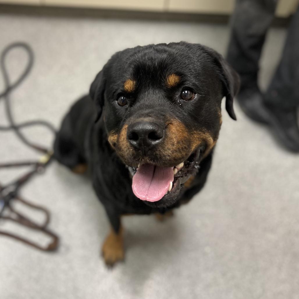 Nugget, Adoptable, Young Male Rottweiler.