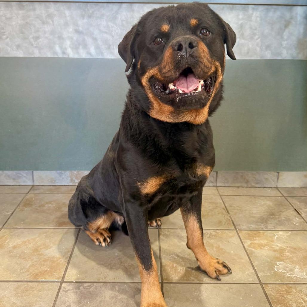Enlarge Nugget, a Adoptable Rottweiler in Batavia, OH image 2/2