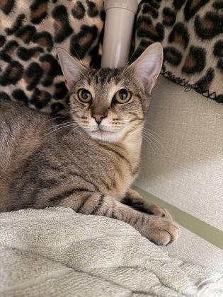 Cami, Adoptable, Young Female Domestic Short Hair & Domestic Short Hair.