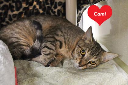 Enlarge Cami, a Adoptable mixed breed in Scotia, NY image 2/3