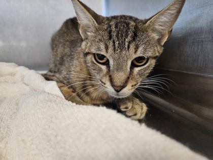 Enlarge Cami, a Adoptable mixed breed in Scotia, NY image 3/3