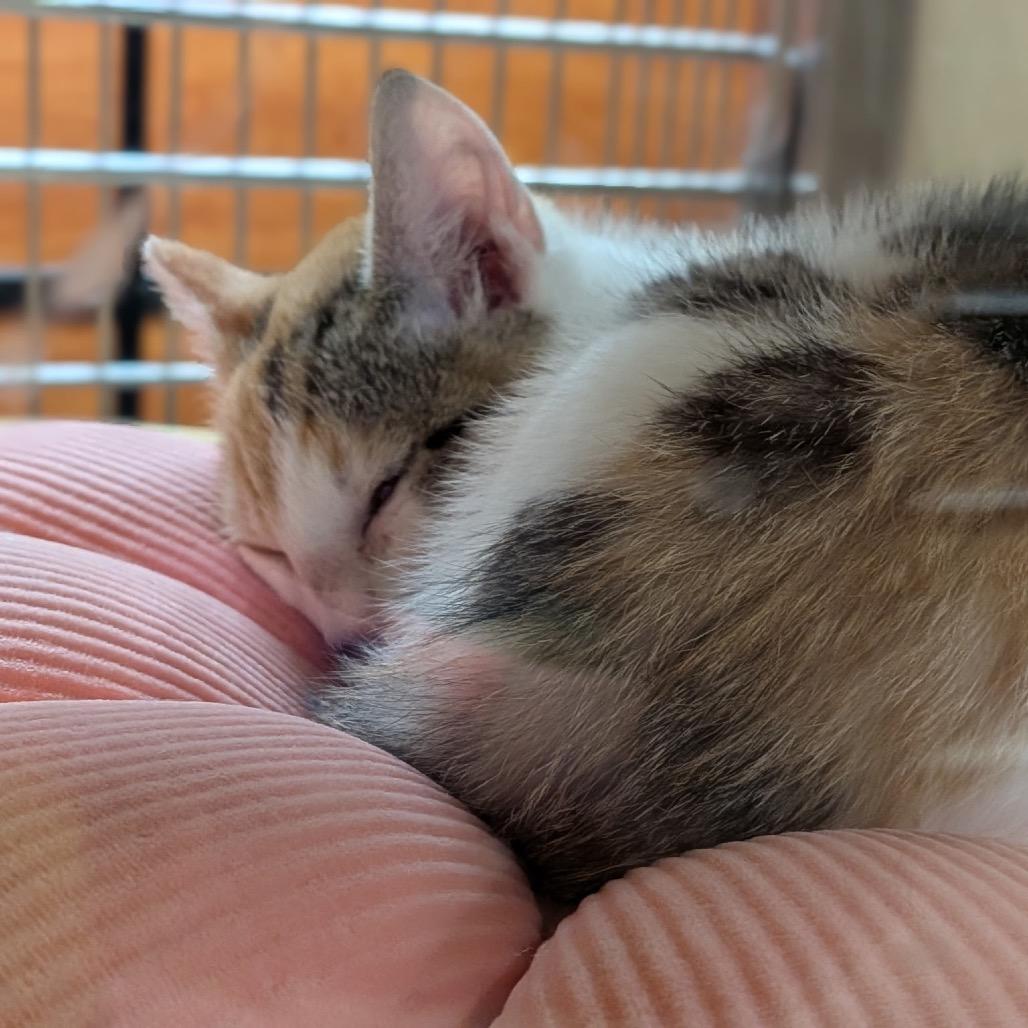 Mave, Adoptable, Kitten Female Domestic Short Hair.