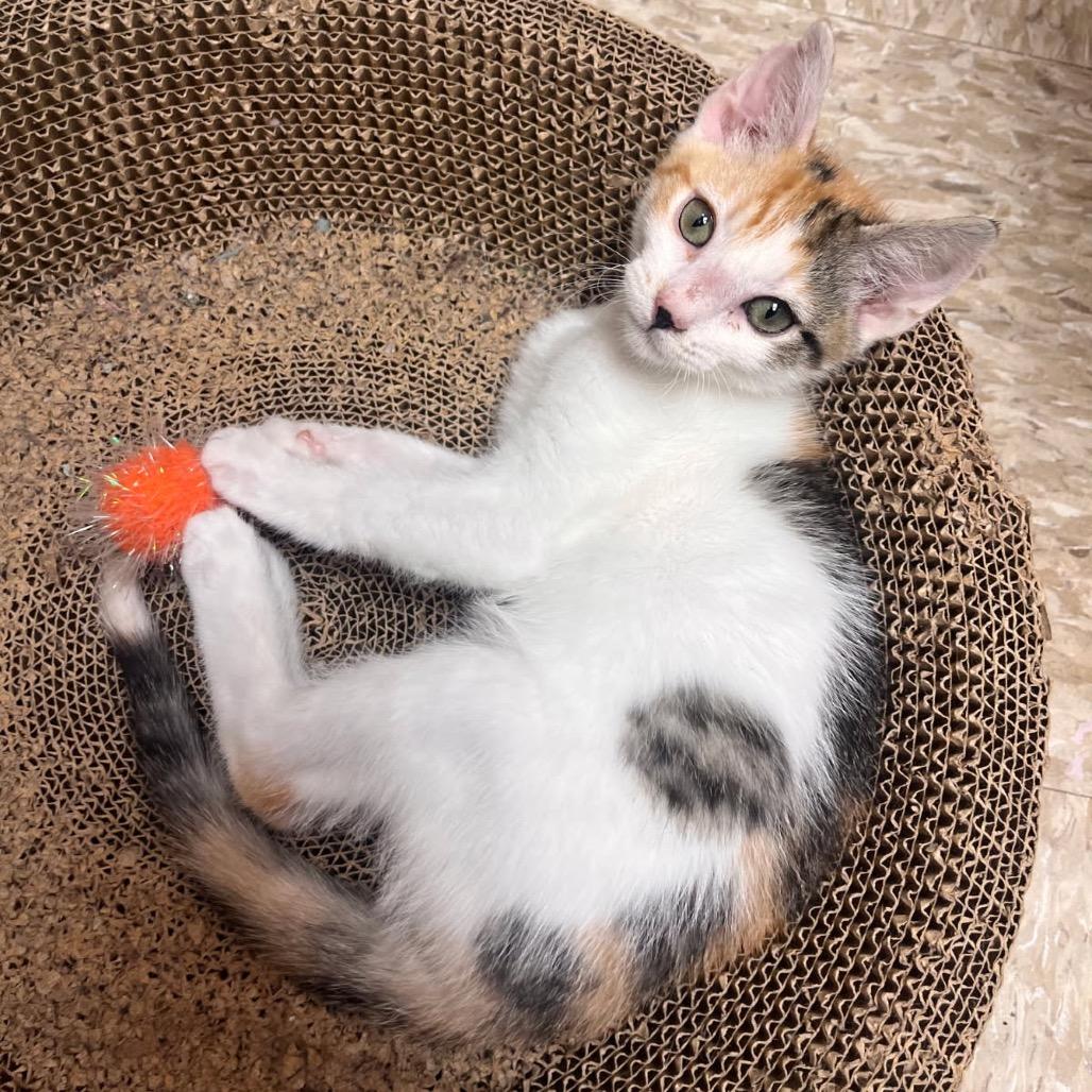 Enlarge Mave, a Adoptable Domestic Short Hair in Mocksville, NC image 2/5