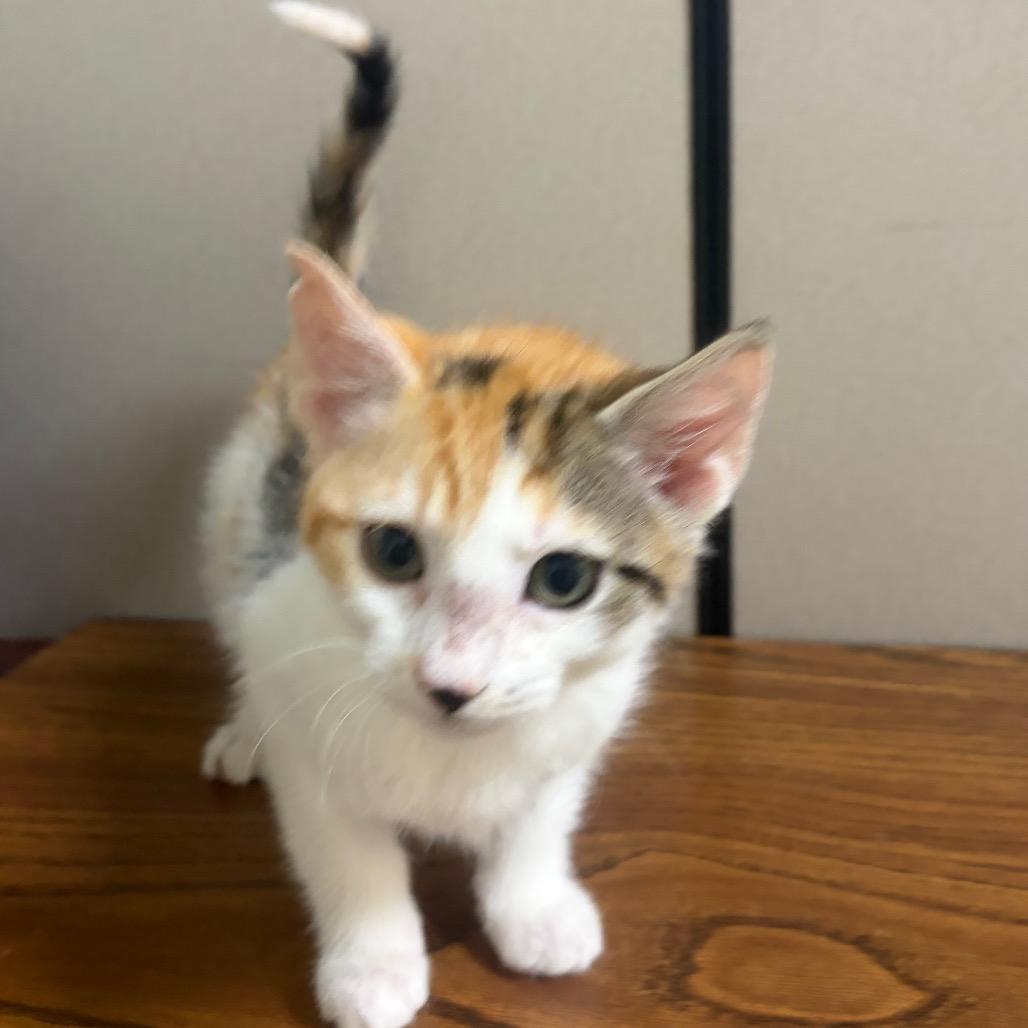 Enlarge Mave, a Adoptable Domestic Short Hair in Mocksville, NC image 4/5