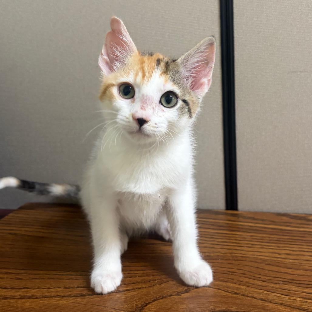 Enlarge Mave, a Adoptable Domestic Short Hair in Mocksville, NC image 5/5