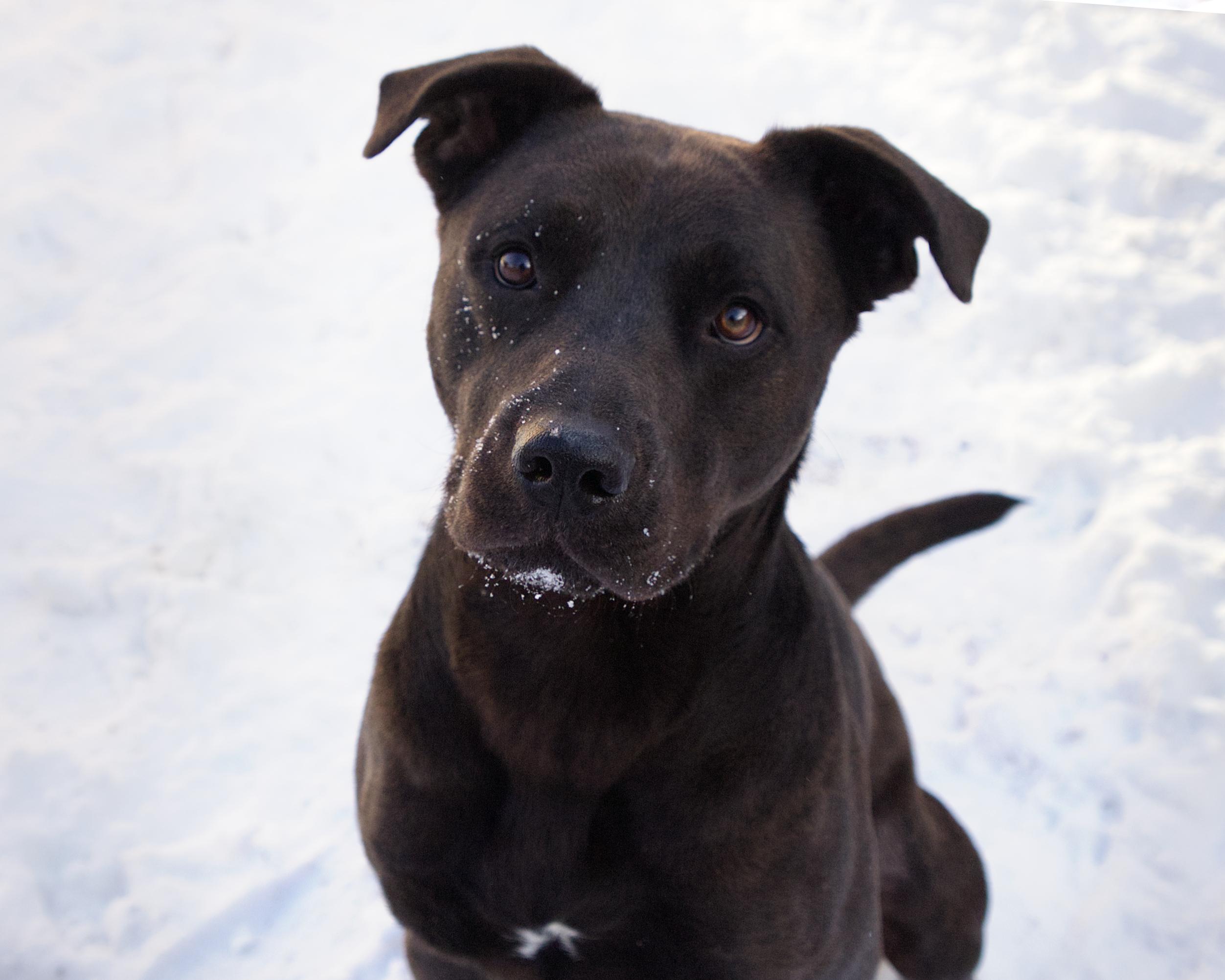 Bubba - IN FOSTER, adoptable, Adult Male Labrador Retriever.
