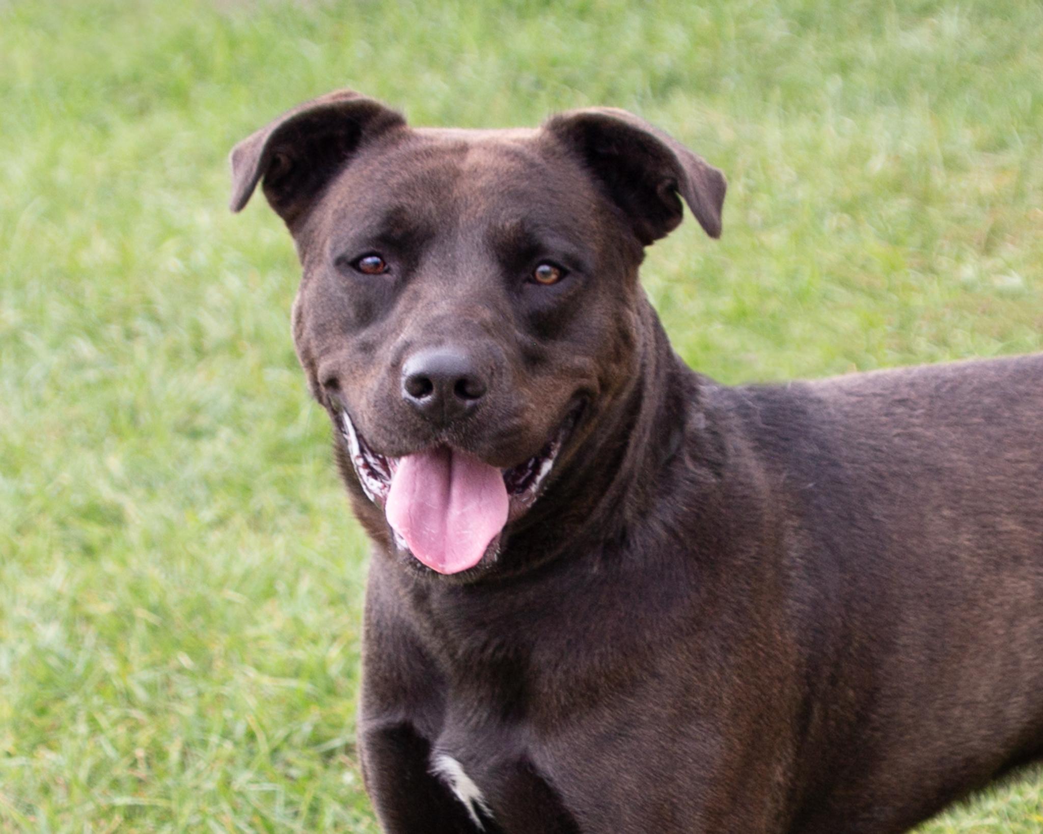 Bubba, a Adoptable mixed breed in Winnipeg, MB image 1/4