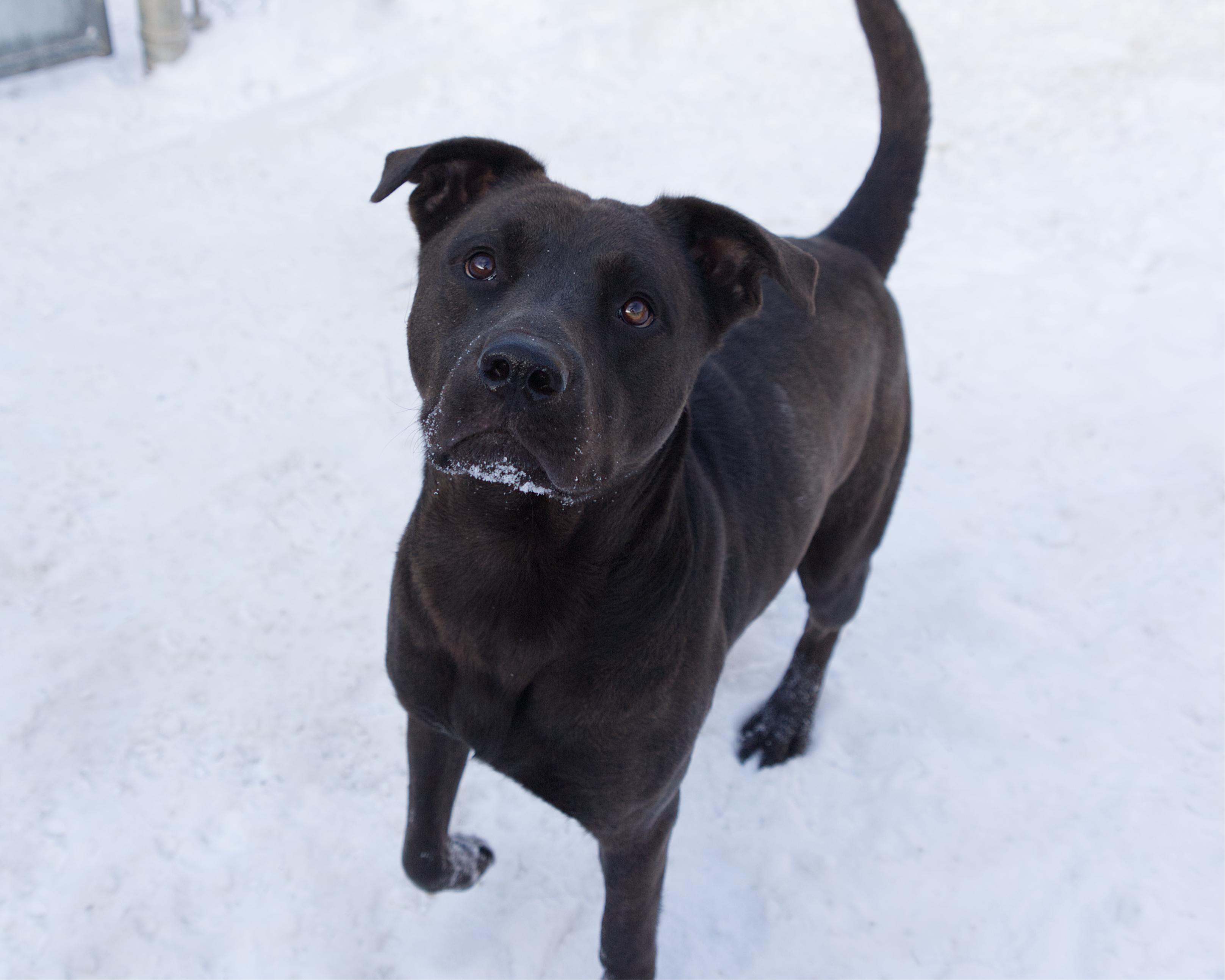 Enlarge Bubba - IN FOSTER, an adoptable mixed breed in Winnipeg, MB image 2/3