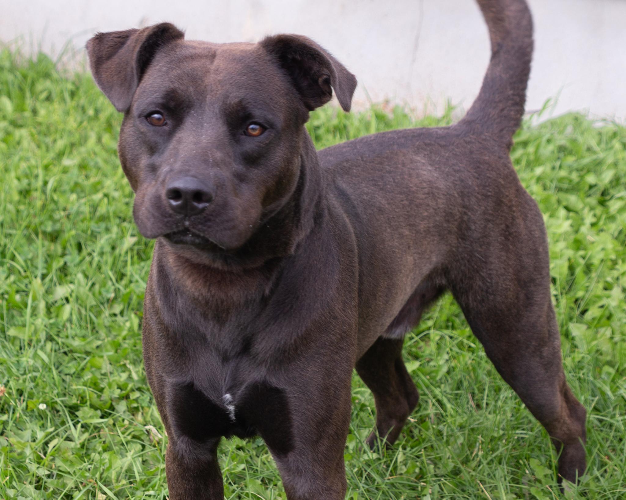 Bubba, a Adoptable mixed breed in Winnipeg, MB image 3/4