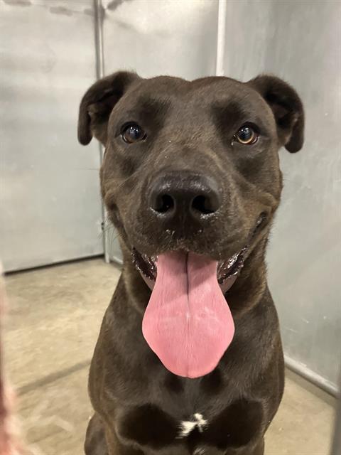 Bubba, a Adoptable mixed breed in Winnipeg, MB image 4/4