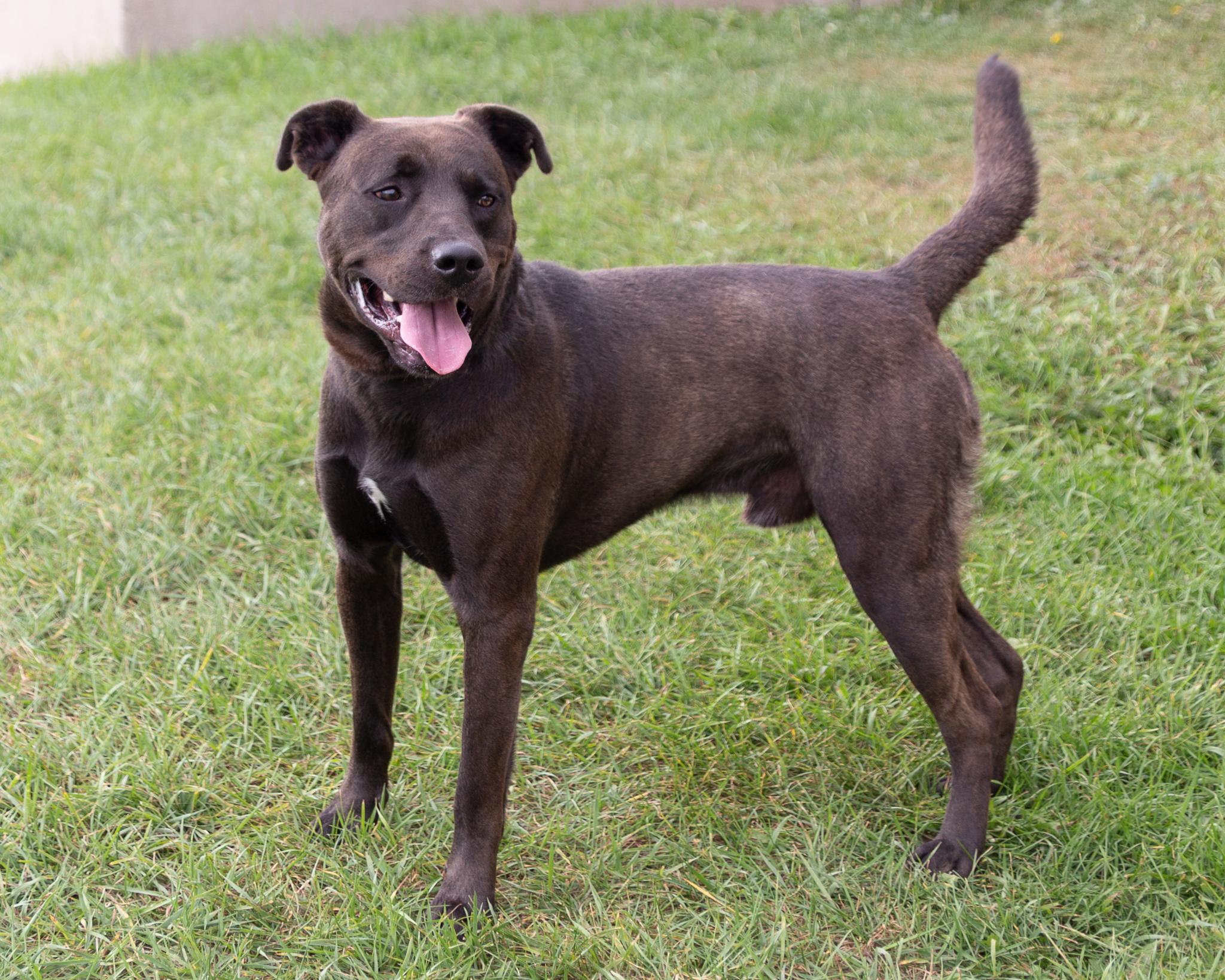 Bubba, a Adoptable mixed breed in Winnipeg, MB image 2/4