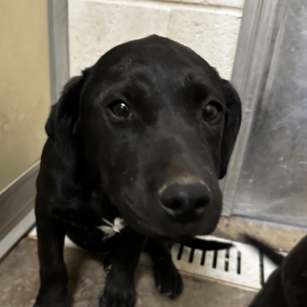 Lemon Drop, Adoptable, Puppy Male Black Mouth Cur.