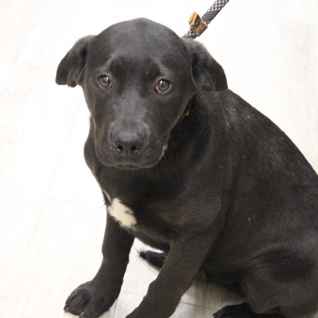 Enlarge Lemon Drop, a Adoptable Black Mouth Cur in Cleveland, MS image 2/2