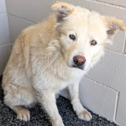 Enlarge Rusty / Teddy, a Adoptable mixed breed in Buchanan Dam, TX image 1/1