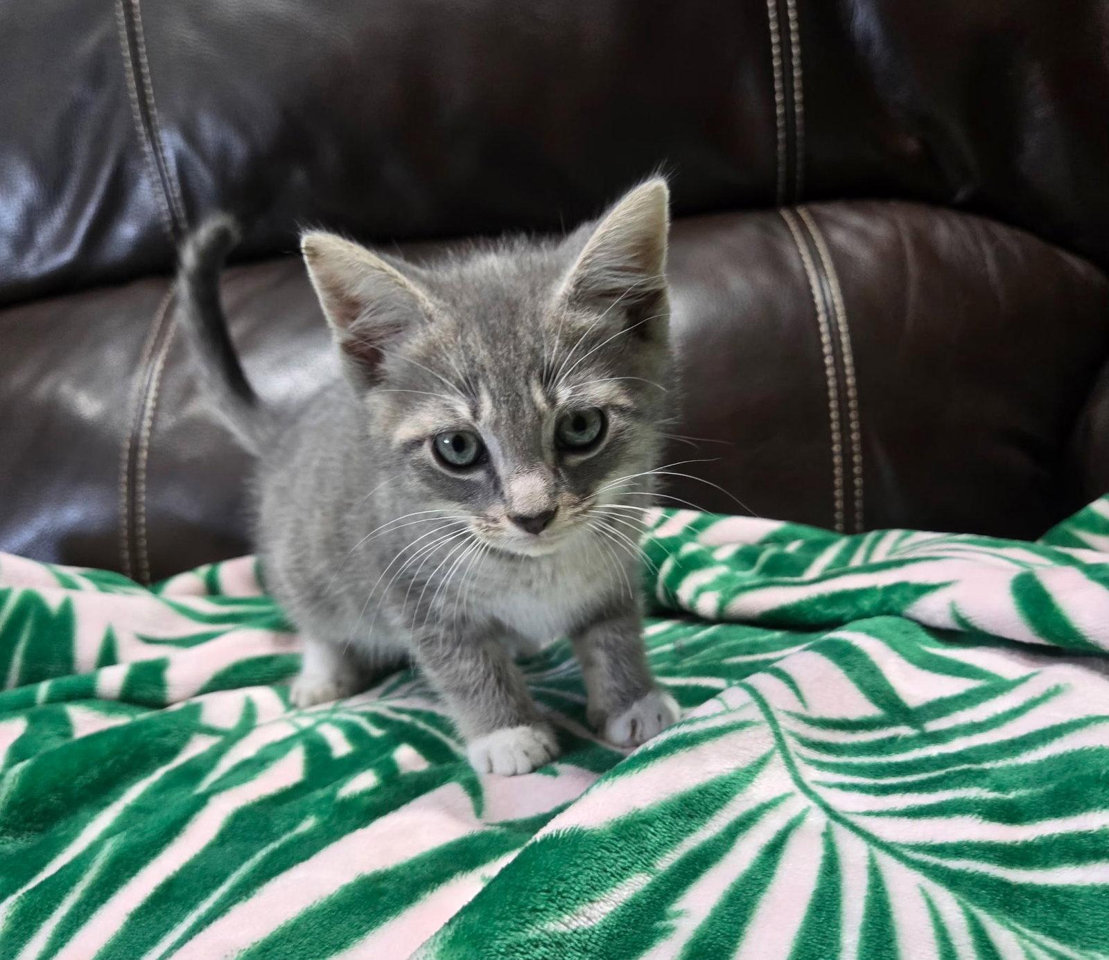 Enlarge Gideon, a Adopted mixed breed in Yardley, PA image 1/3