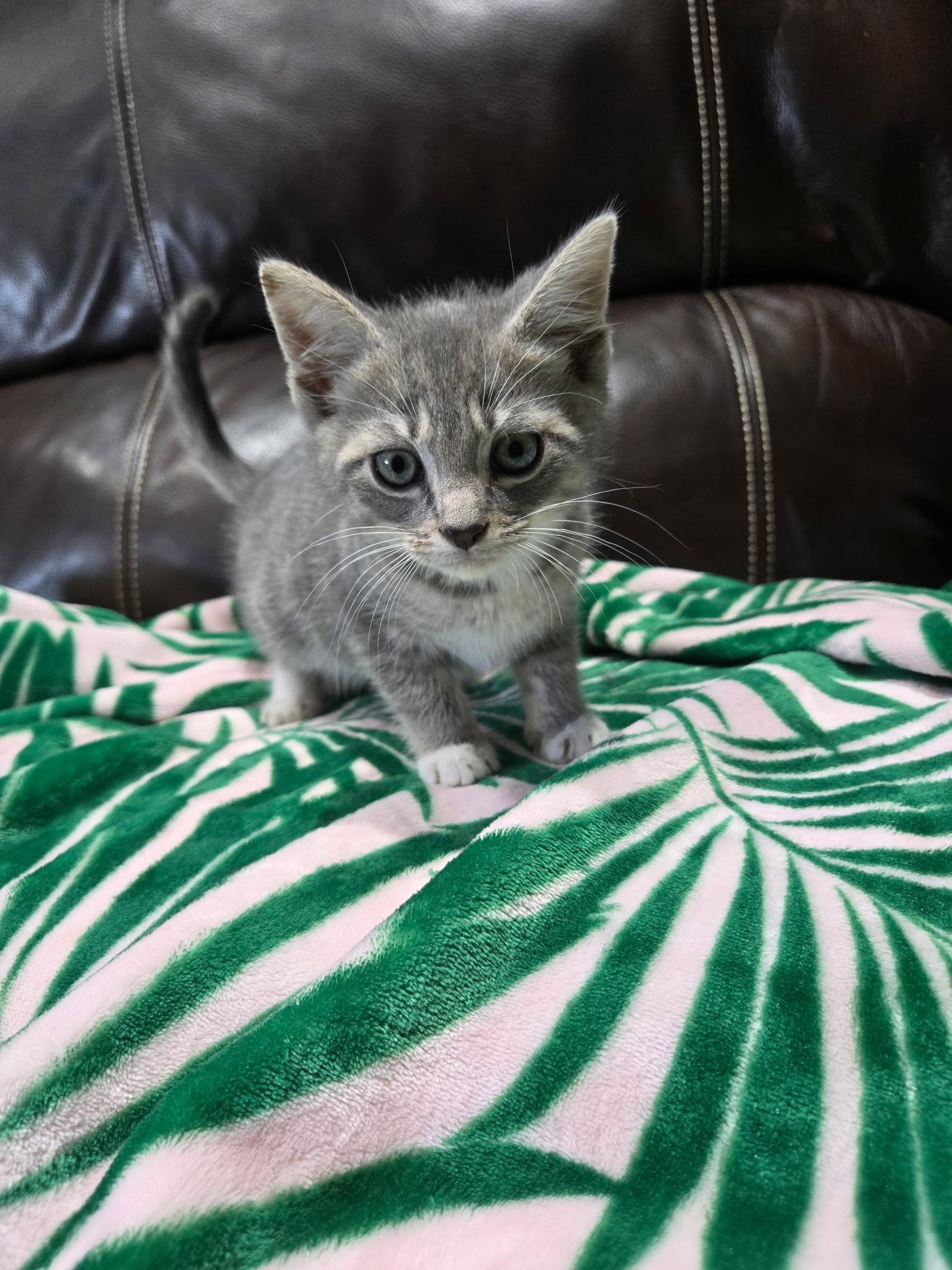 Enlarge Gideon, a Adopted mixed breed in Yardley, PA image 3/3