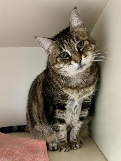 Cocoa, Adult Female Domestic Short Hair