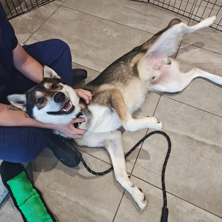 Enlarge Pacco, a Adoptable Husky in Springdale, AR image 1/6