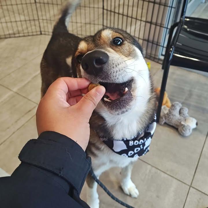 Enlarge Pacco, a Adoptable Husky in Springdale, AR image 2/6