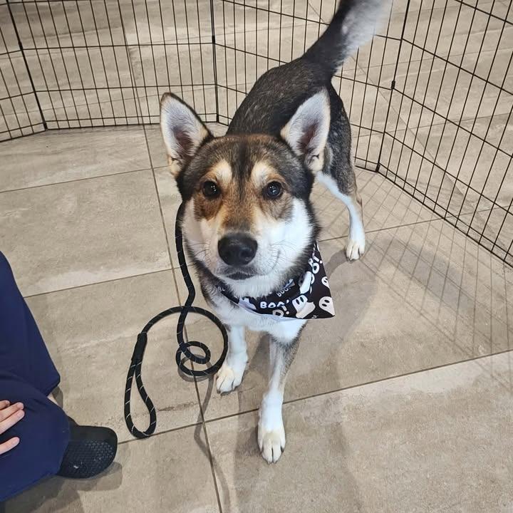 Enlarge Pacco, a Adoptable Husky in Springdale, AR image 3/6