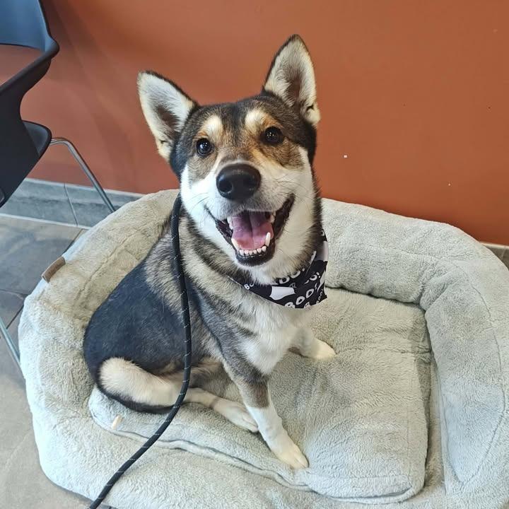 Enlarge Pacco, a Adoptable Husky in Springdale, AR image 4/6