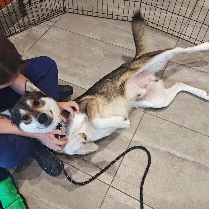 Enlarge Pacco, a Adoptable Husky in Springdale, AR image 5/6