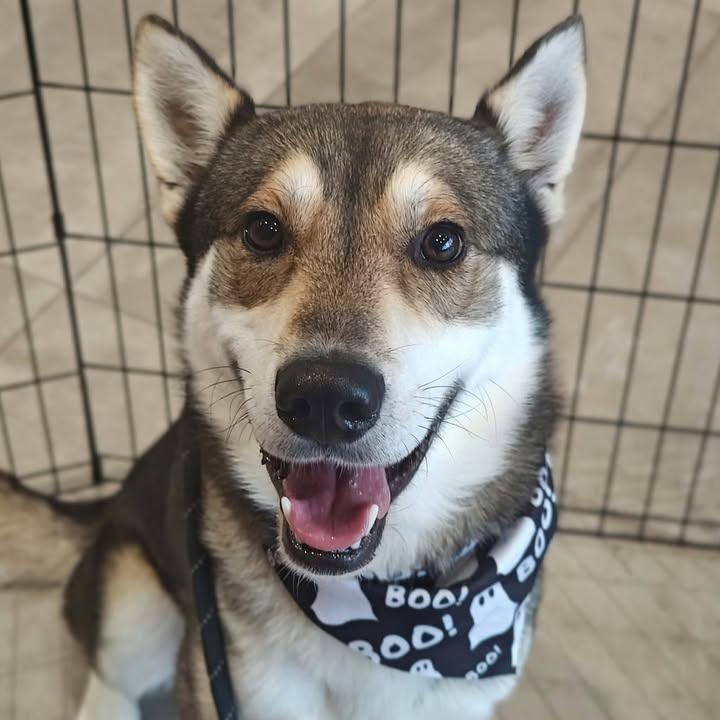 Enlarge Pacco, a Adoptable Husky in Springdale, AR image 6/6