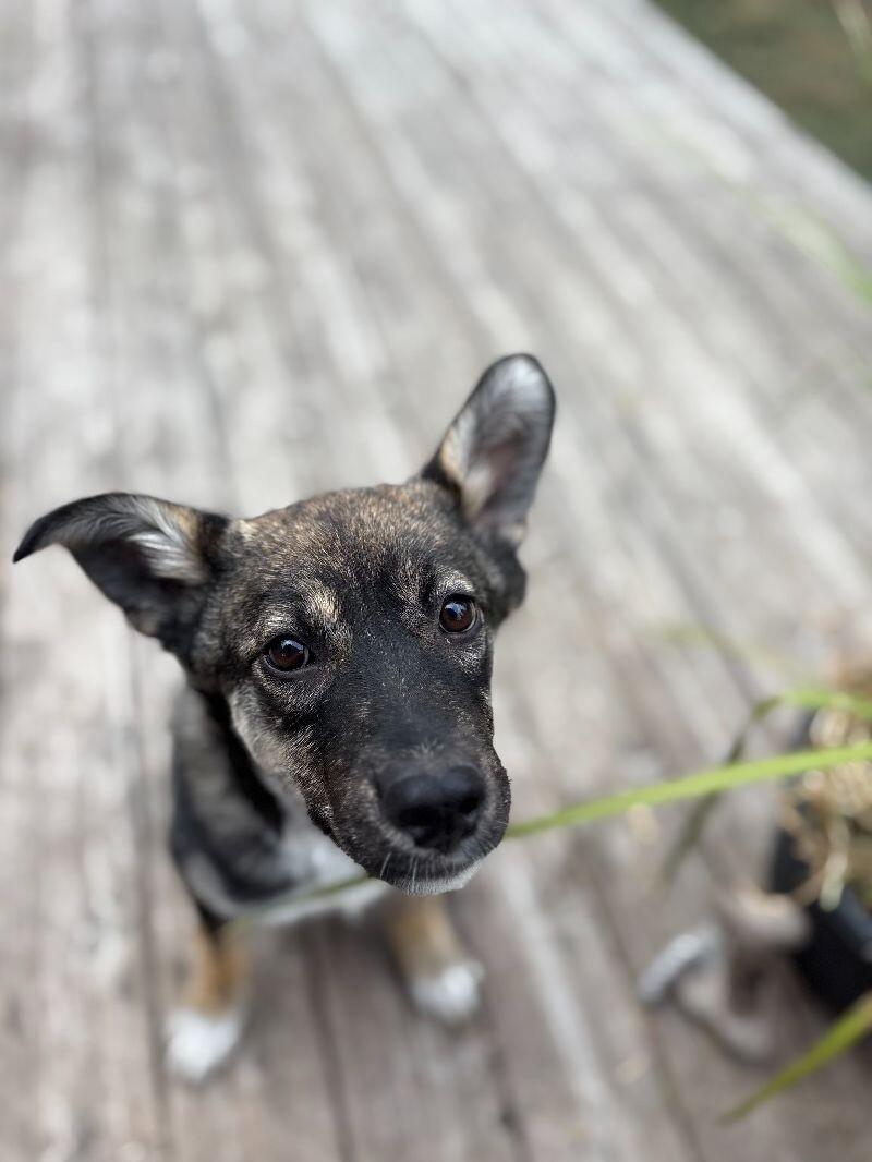Nova, Adoptable, Adult Female Mixed Breed.