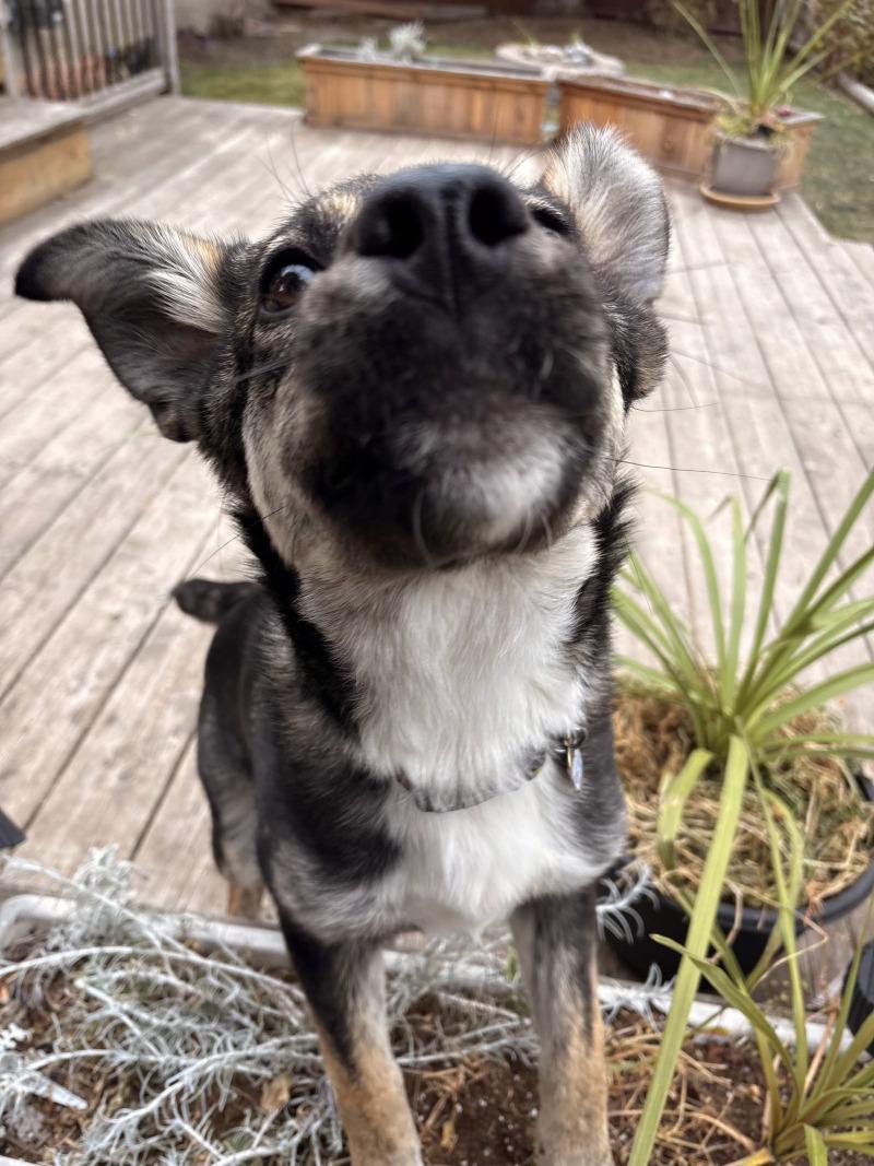 Nova, a Adoptable Mixed Breed in Exshaw, AB image 2/3