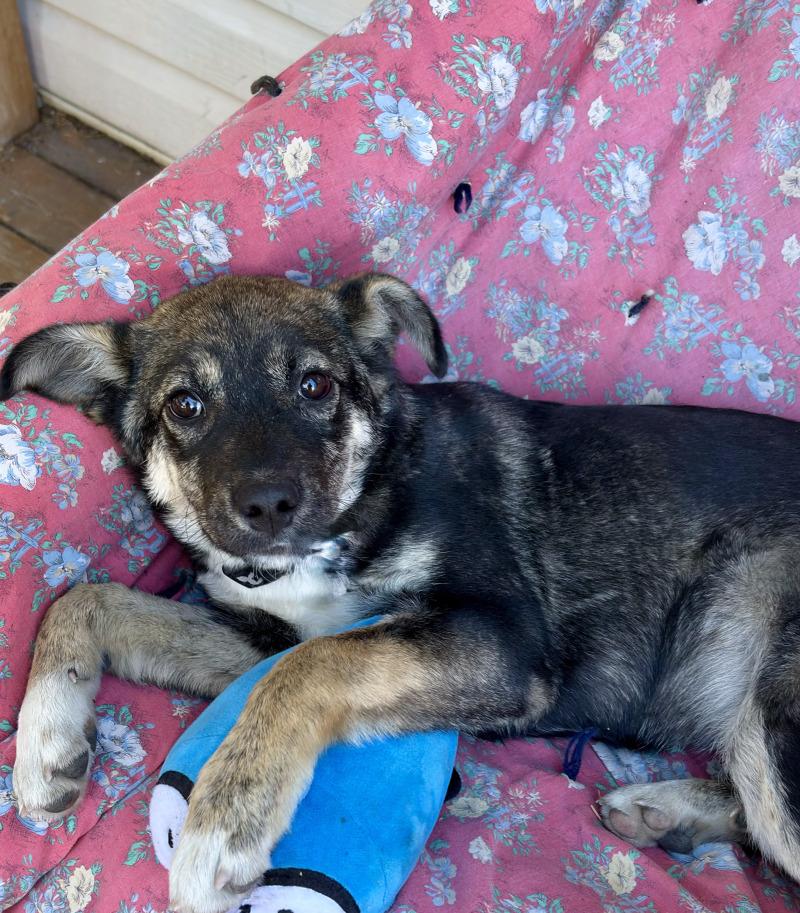 Nova, a Adoptable Mixed Breed in Exshaw, AB image 3/3