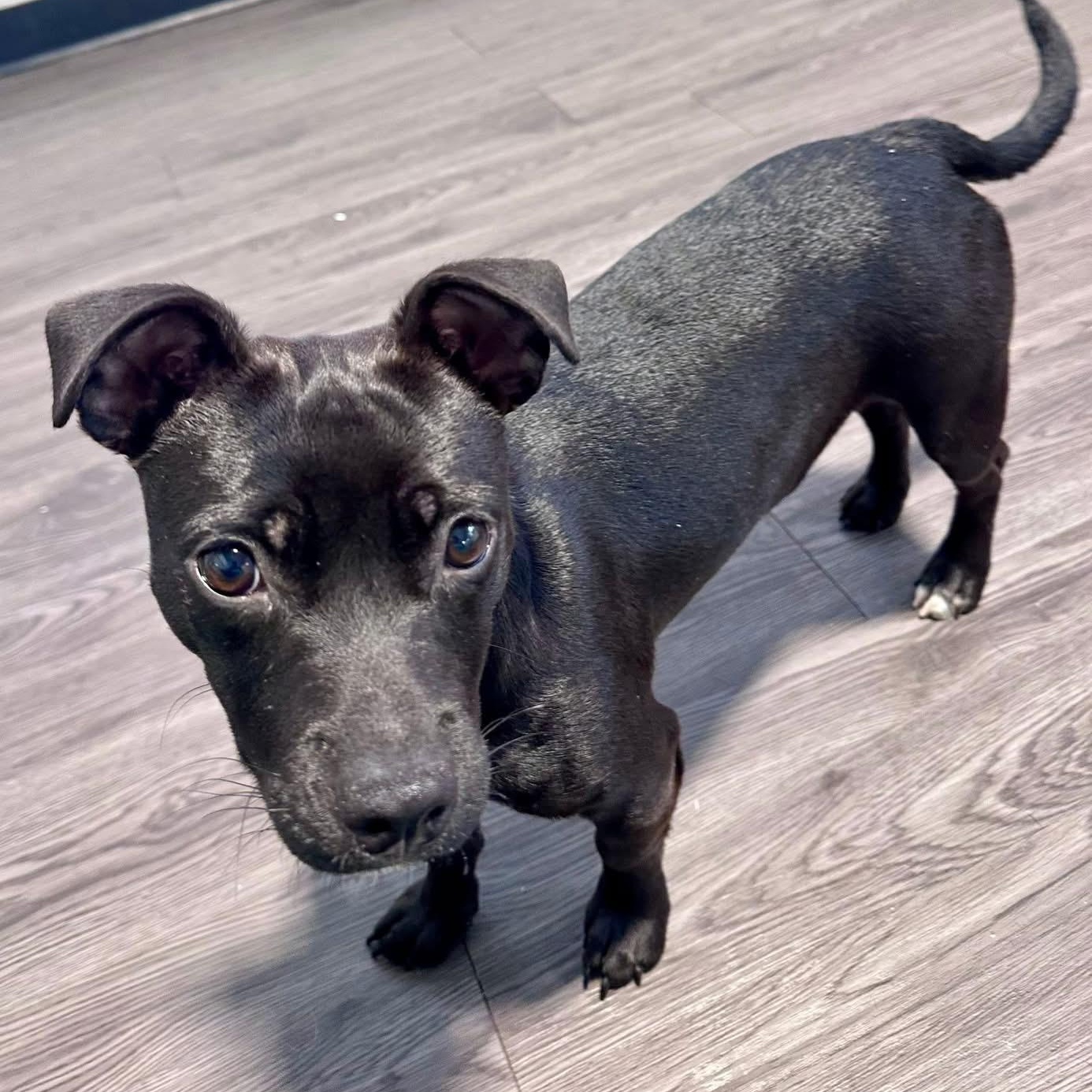 Jackie, ADOPTABLE, Puppy Female Mixed Breed.