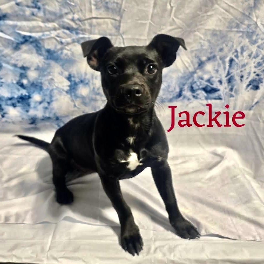 Jackie, ADOPTABLE, Puppy Female Mixed Breed.
