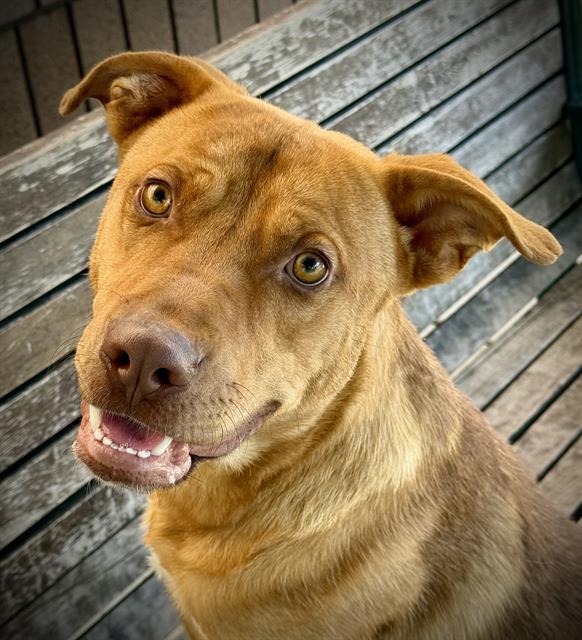 BRODY, Adoptable, Young Male Labrador Retriever & Mixed Breed.